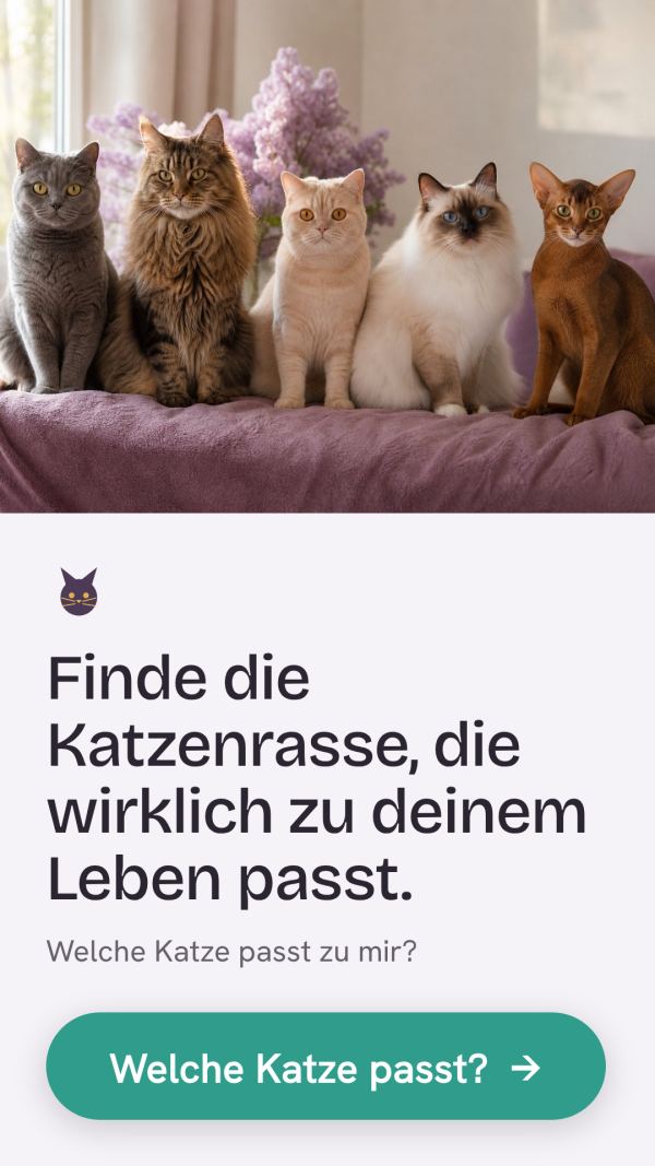 Werbebanner 1080×1920 für katzenscout.de, automatisch aus der Website generiert