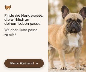 Werbebanner 300×250 für rassescout.de, automatisch aus der Website generiert